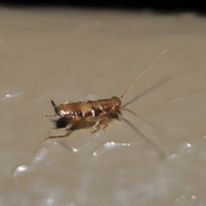 Blattodea (order) at Acton, ACT - 26 Aug 2019 02:03 PM