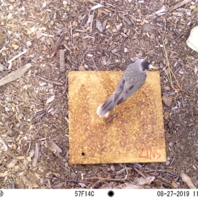 Manorina melanocephala (Noisy Miner) at Acton, ACT - 27 Aug 2019 by Montanadm