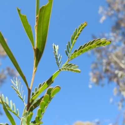 Acacia rubida (Red-stemmed Wattle, Red-leaved Wattle) at Bonython, ACT - 28 Aug 2019 by KumikoCallaway