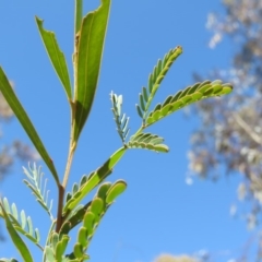 Acacia rubida (Red-leaved Wattle) at Bonython, ACT - 27 Aug 2019 by KumikoCallaway
