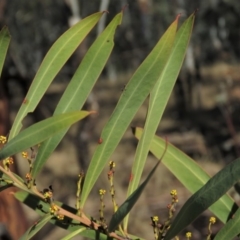 Acacia rubida at Bonython, ACT - 28 Aug 2019 09:29 AM