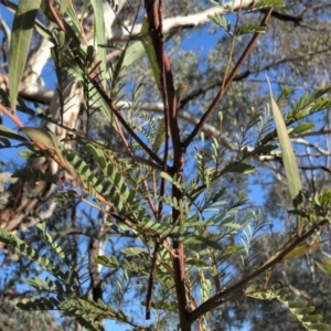 Acacia rubida at Bonython, ACT - 28 Aug 2019 09:29 AM