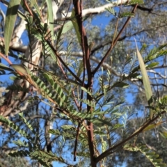 Acacia rubida at Bonython, ACT - 28 Aug 2019