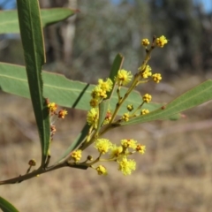 Acacia rubida at Bonython, ACT - 28 Aug 2019