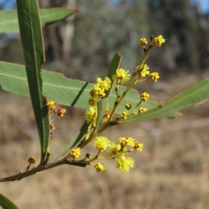 Acacia rubida at Bonython, ACT - 28 Aug 2019