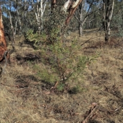 Acacia rubida at Bonython, ACT - 28 Aug 2019