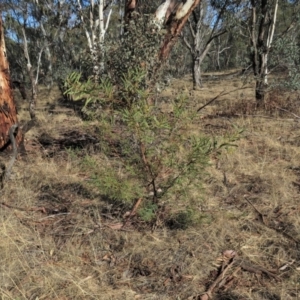 Acacia rubida at Bonython, ACT - 28 Aug 2019