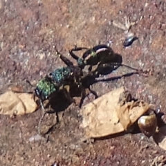 Rhytidoponera metallica (Greenhead ant) at Gilmore Paddocks - 28 Aug 2019 by roymcd