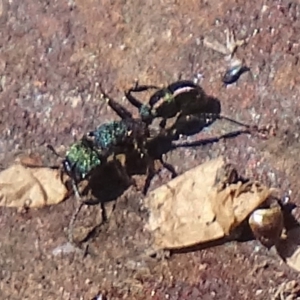 Rhytidoponera metallica at Gilmore, ACT - 28 Aug 2019 12:56 PM