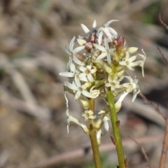 Stackhousia monogyna (Creamy Candles) at Bullen Range - 28 Aug 2019 by roymcd