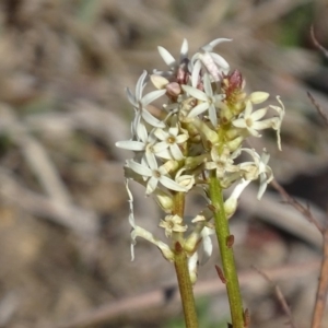 Stackhousia monogyna at Tuggeranong DC, ACT - 28 Aug 2019 03:39 PM