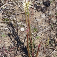 Stackhousia monogyna at Tuggeranong DC, ACT - 28 Aug 2019 03:39 PM