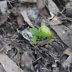 Pterostylis nutans at Point 5438 - suppressed