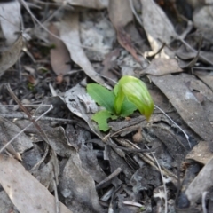 Pterostylis nutans (Nodding Greenhood) at Black Mountain - 28 Aug 2019 by ClubFED