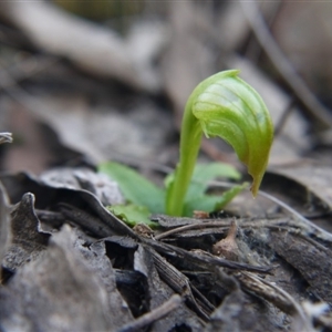 Pterostylis nutans at Point 5438 - suppressed