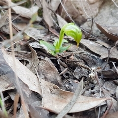 Pterostylis nutans at Point 5438 - 28 Aug 2019