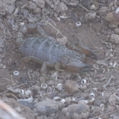 Urodacus manicatus (Black Rock Scorpion) at Bullen Range - 28 Aug 2019 by roymcd