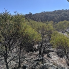 Acacia doratoxylon (Currawang) at Bullen Range - 28 Aug 2019 by MattM