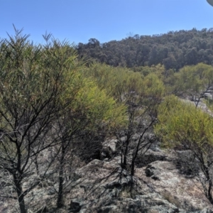 Acacia doratoxylon at Tuggeranong DC, ACT - 28 Aug 2019 01:04 PM