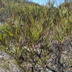 Acacia doratoxylon at Tuggeranong DC, ACT - 28 Aug 2019 01:04 PM