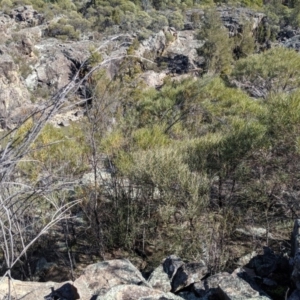 Acacia doratoxylon at Tuggeranong DC, ACT - 28 Aug 2019