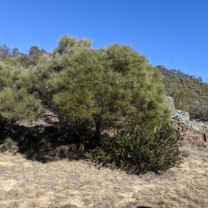 Acacia doratoxylon at Tuggeranong DC, ACT - 28 Aug 2019