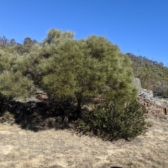 Acacia doratoxylon (Currawang) at Bullen Range - 28 Aug 2019 by MattM