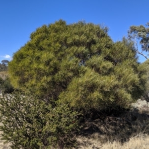 Acacia doratoxylon at Tuggeranong DC, ACT - 28 Aug 2019