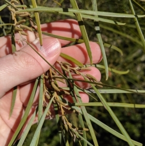 Acacia doratoxylon at Tuggeranong DC, ACT - 28 Aug 2019