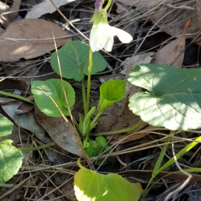 Viola odorata (Sweet Violet, Common Violet) at Point 5439 - 28 Aug 2019 by ClubFED