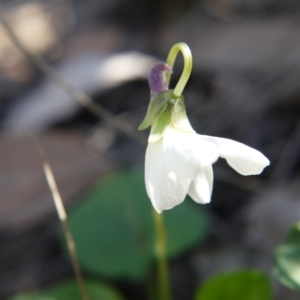 Viola odorata at Undefined Area - 28 Aug 2019 01:18 PM