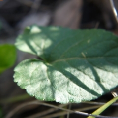 Viola odorata at Point 5438 - 28 Aug 2019 01:18 PM