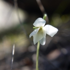 Viola odorata at Point 5438 - 28 Aug 2019 01:18 PM