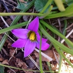 Romulea rosea var. australis (Onion Grass) at Kambah, ACT - 28 Aug 2019 by RosemaryRoth