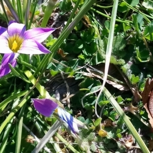 Romulea rosea var. australis at Kambah, ACT - 28 Aug 2019