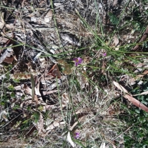 Romulea rosea var. australis at Kambah, ACT - 28 Aug 2019 02:41 PM