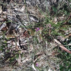 Romulea rosea var. australis at Kambah, ACT - 28 Aug 2019