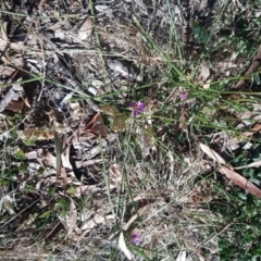 Romulea rosea var. australis at Kambah, ACT - 28 Aug 2019