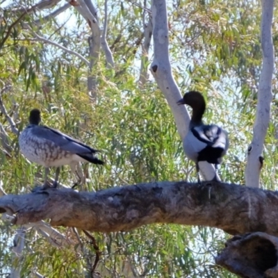 Chenonetta jubata (Australian Wood Duck) at Gungaderra Grasslands - 28 Aug 2019 by Kurt