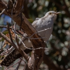 Cacomantis pallidus (Pallid Cuckoo) at Symonston, ACT - 25 Aug 2019 by rawshorty