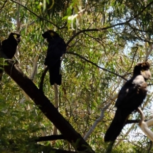 Zanda funerea at Crace, ACT - 28 Aug 2019 12:15 PM