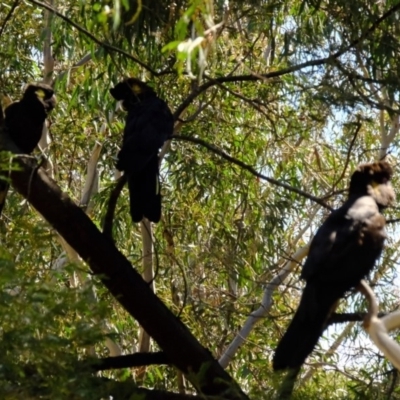 Zanda funerea (Yellow-tailed Black-Cockatoo) at Gungaderra Grasslands - 28 Aug 2019 by Kurt