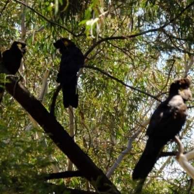 Zanda funerea (Yellow-tailed Black-Cockatoo) at Crace, ACT - 28 Aug 2019 by Kurt