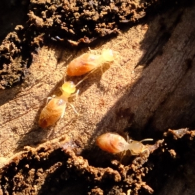 Coptotermes sp. (genus) (Termite) at Crace, ACT - 28 Aug 2019 by Kurt
