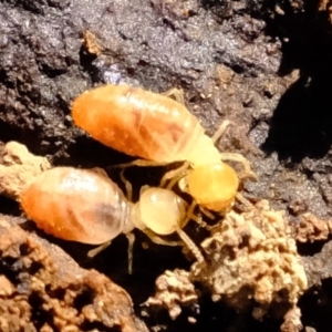 Coptotermes sp. (genus) at Crace, ACT - 28 Aug 2019