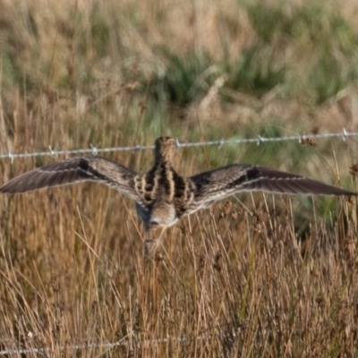 Gallinago hardwickii (Latham's Snipe) at Fyshwick, ACT - 24 Aug 2019 by rawshorty