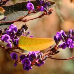 Hardenbergia violacea (False Sarsaparilla) at Crace, ACT - 28 Aug 2019 by Kurt