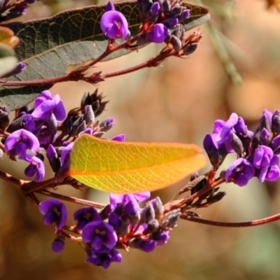 Hardenbergia violacea (False Sarsaparilla) at Gungaderra Grasslands - 28 Aug 2019 by Kurt