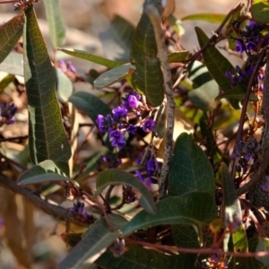 Hardenbergia violacea at Crace, ACT - 28 Aug 2019