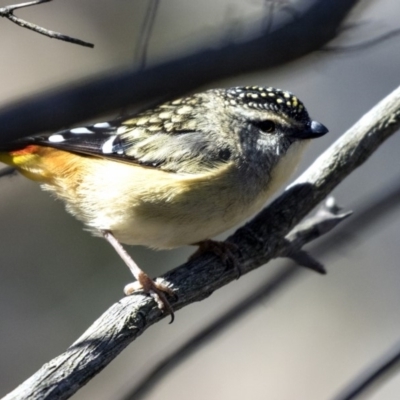 Pardalotus punctatus (Spotted Pardalote) at Hawker, ACT - 28 Aug 2019 by AlisonMilton